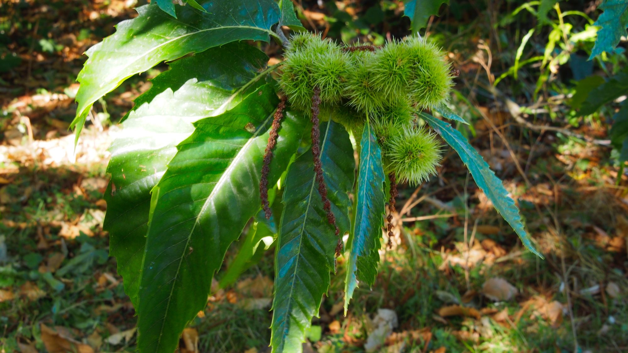 The green spikey shells cases on fruit on the Sweet chestnut tree.