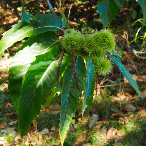 Sweet Chestnut