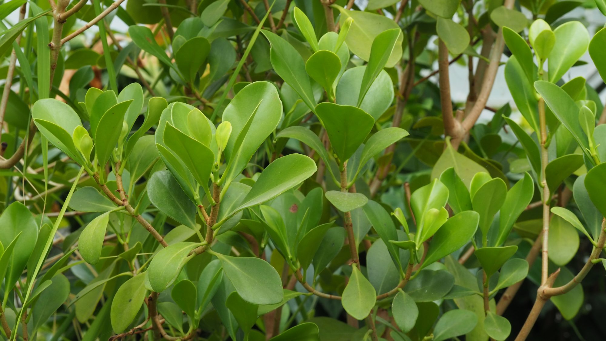 Green rounded leaves of the tar gum tree.