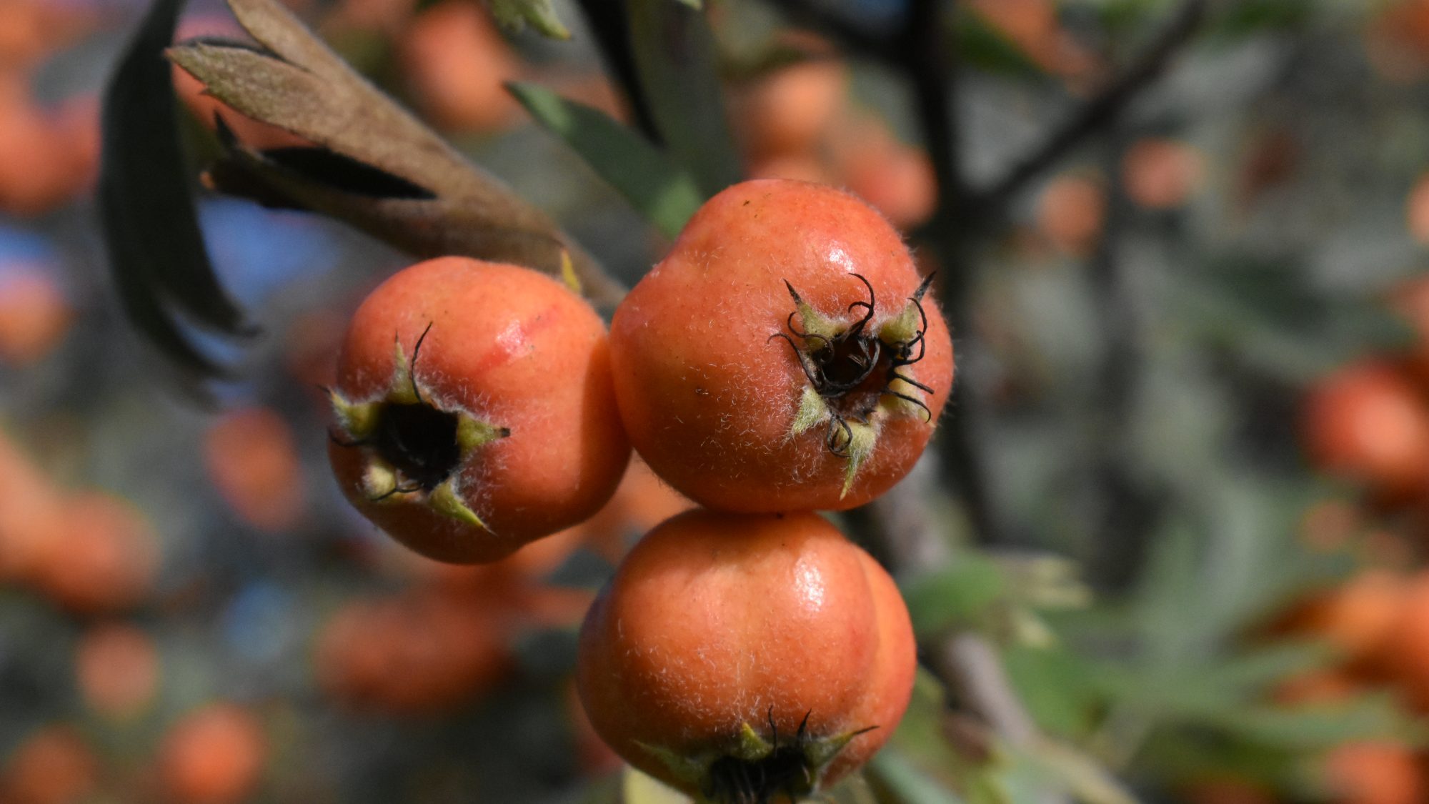 Cluster or orange-red fruits