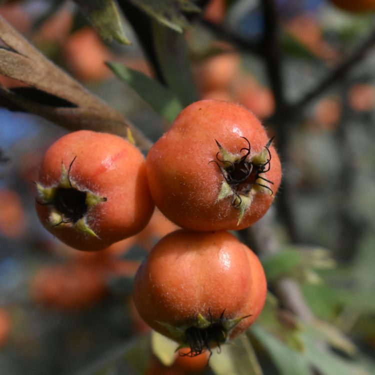 Crataegus laciniata