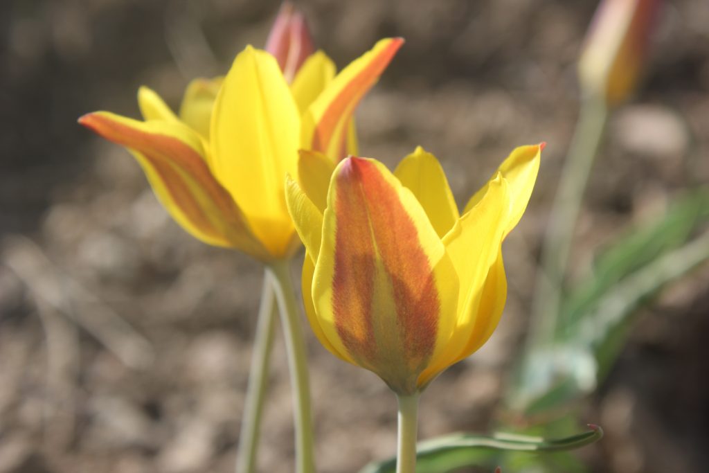 Two yellow tulips.