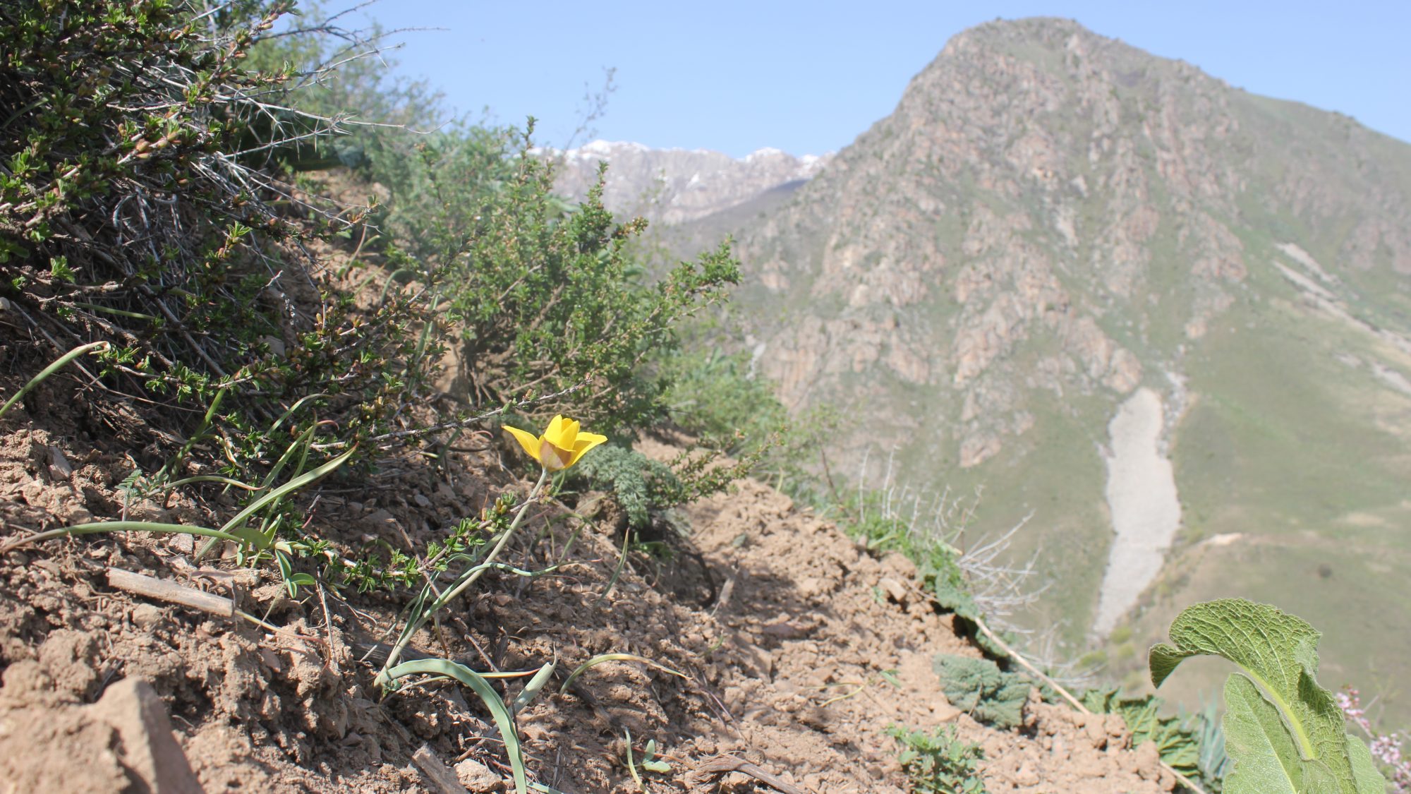 Tulipa toktogulica – from Kyrgyzstan 