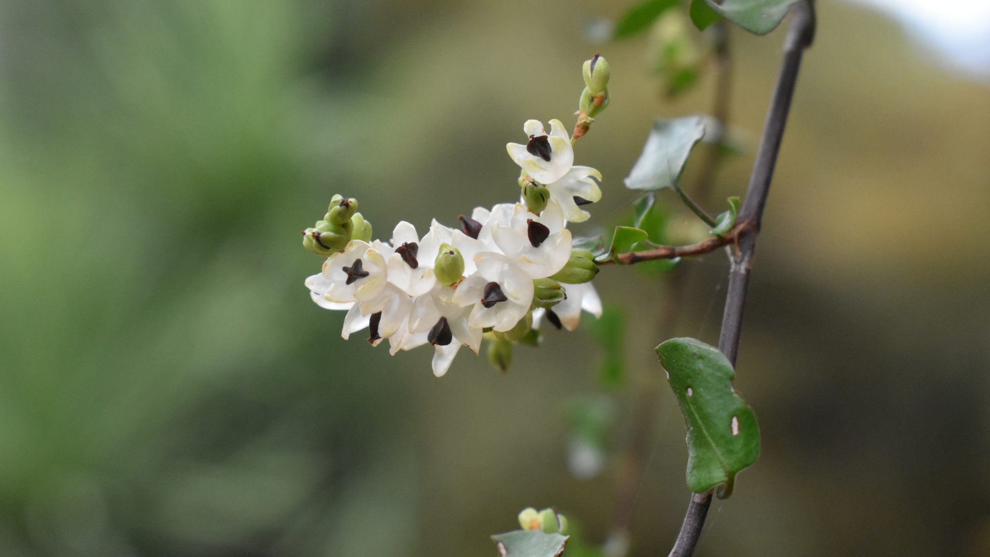 Muehlenbeckia complexa