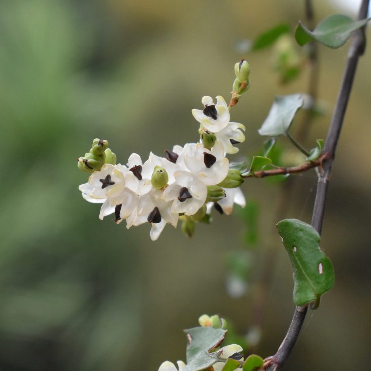 Muehlenbeckia complexa