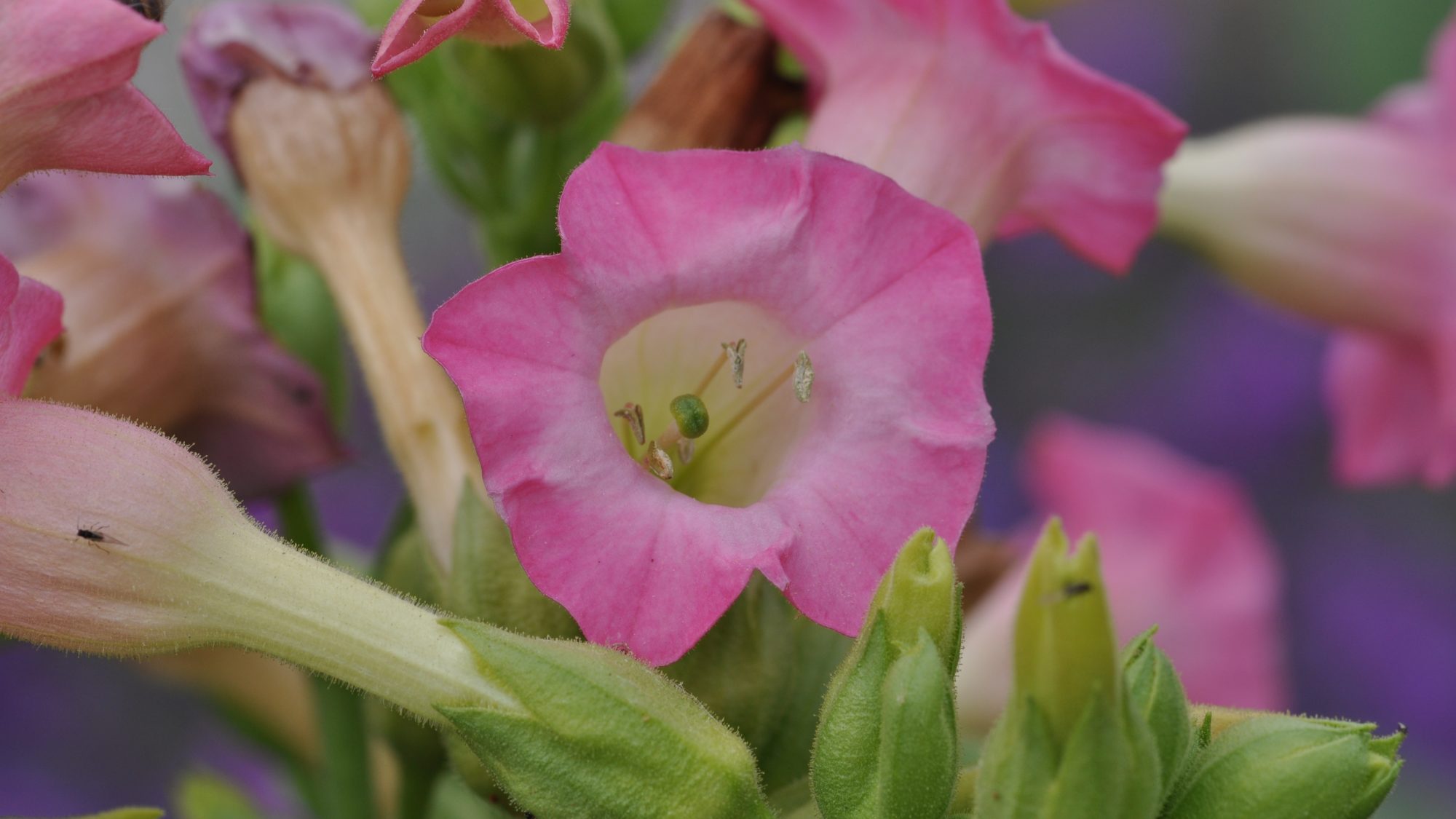 Pink conical flowers and green buds of the Tobacco plant.