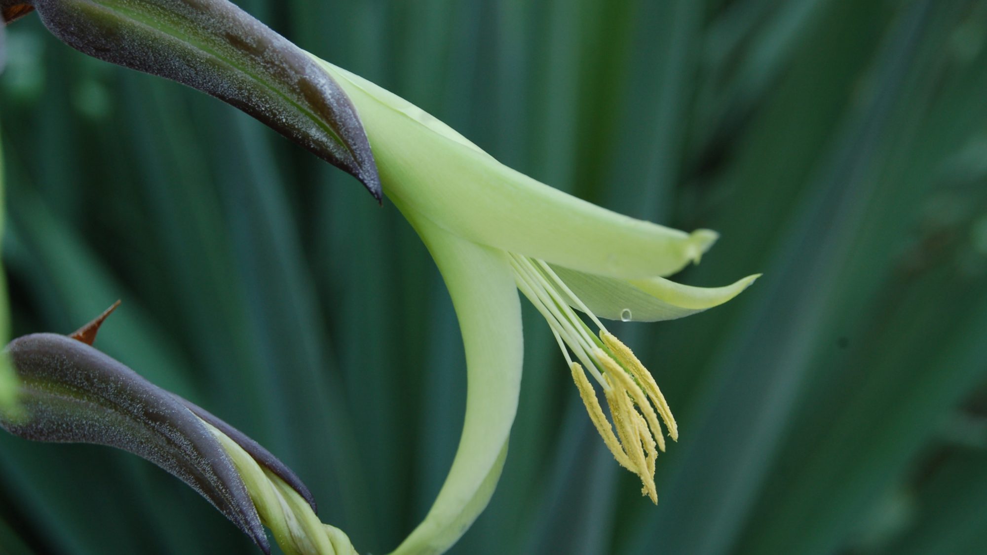 Puya mirabilis