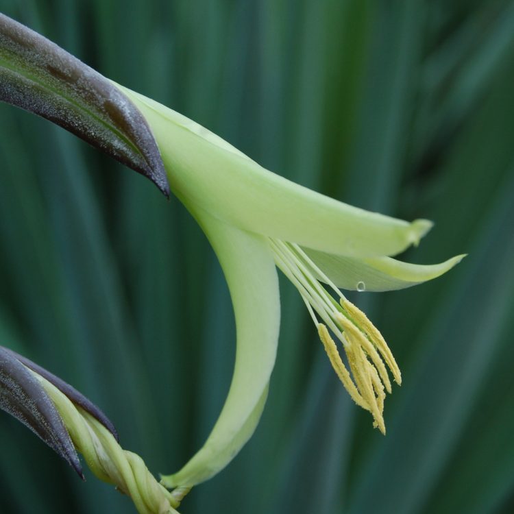 Puya mirabilis