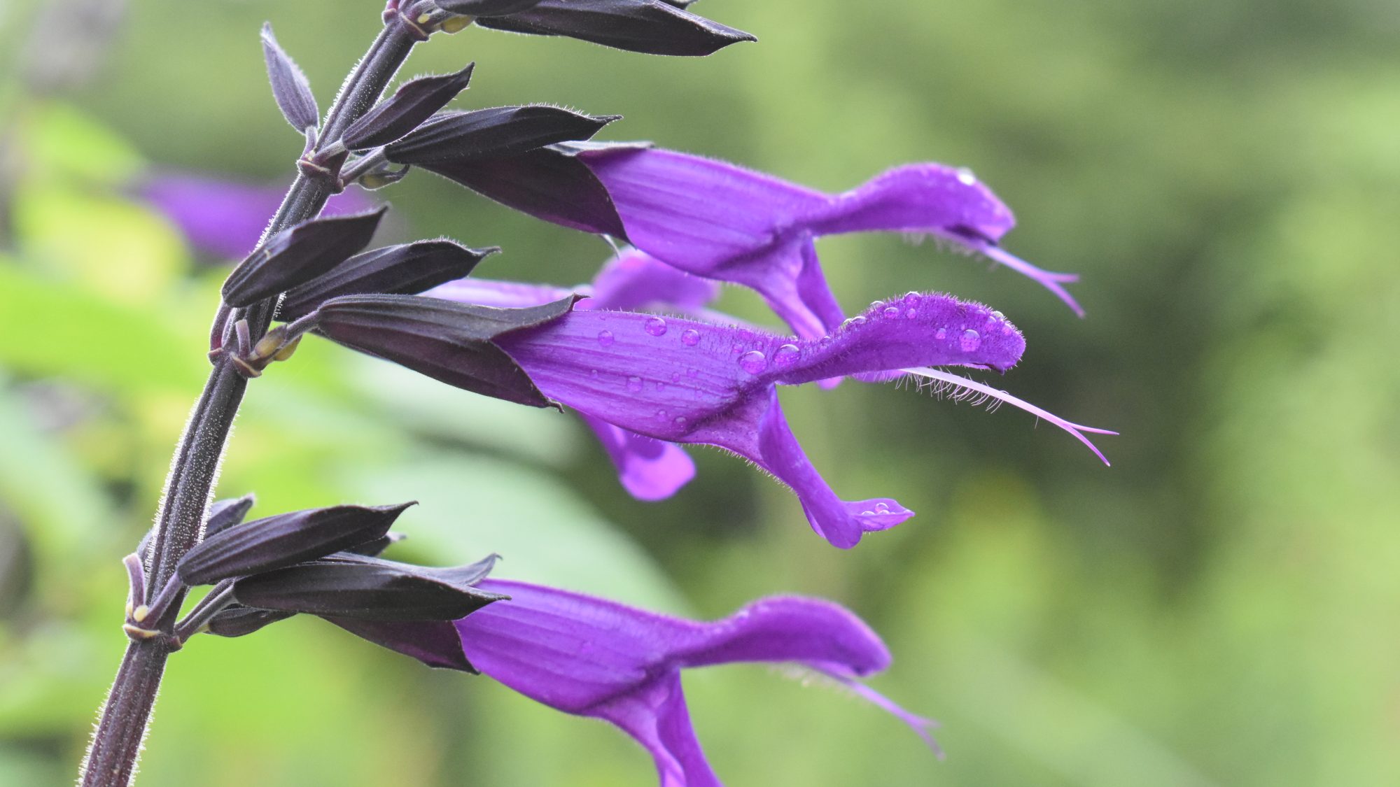 Tubular purple-blue flowers held in black-purple calyces on dark stems.