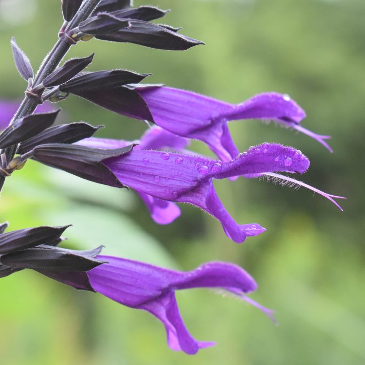 Salvia ‘Amistad’
