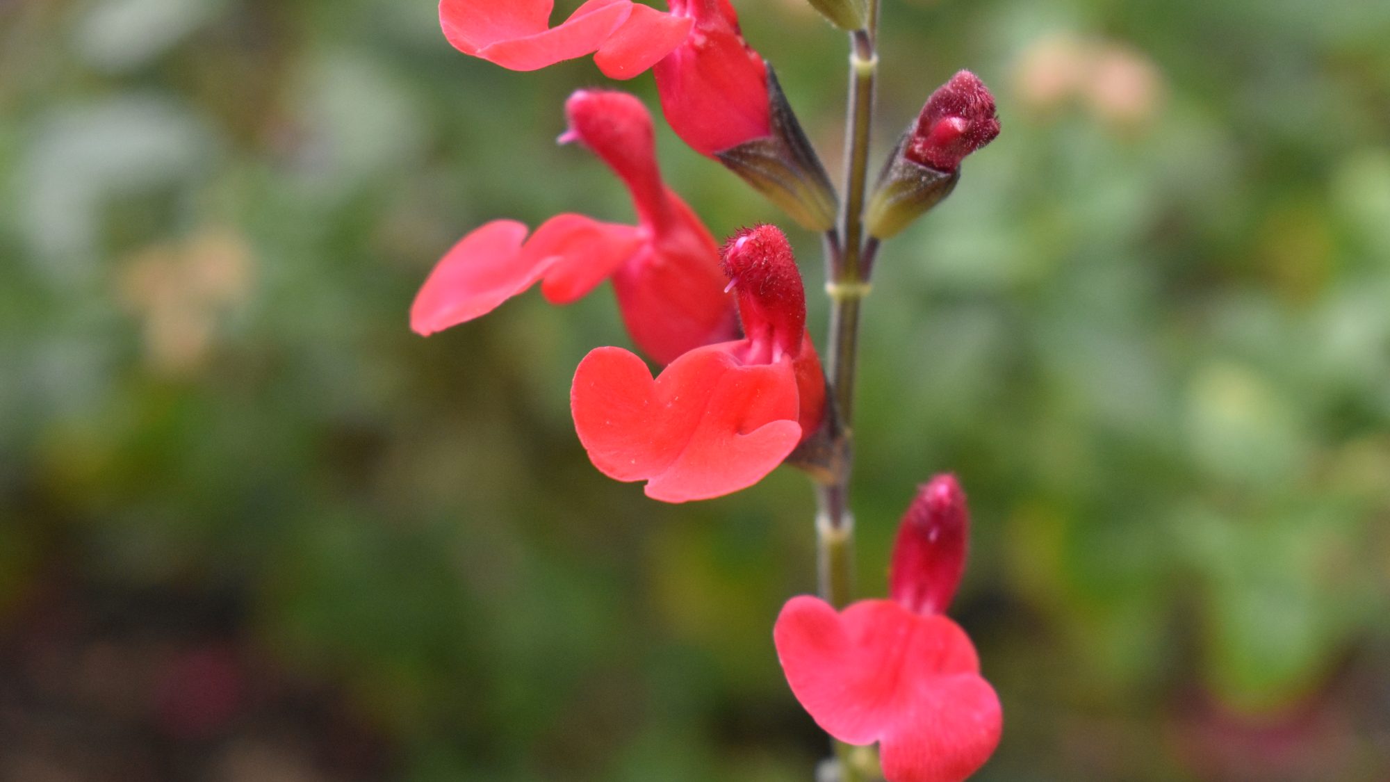 Brilliant red, lipped flowers.