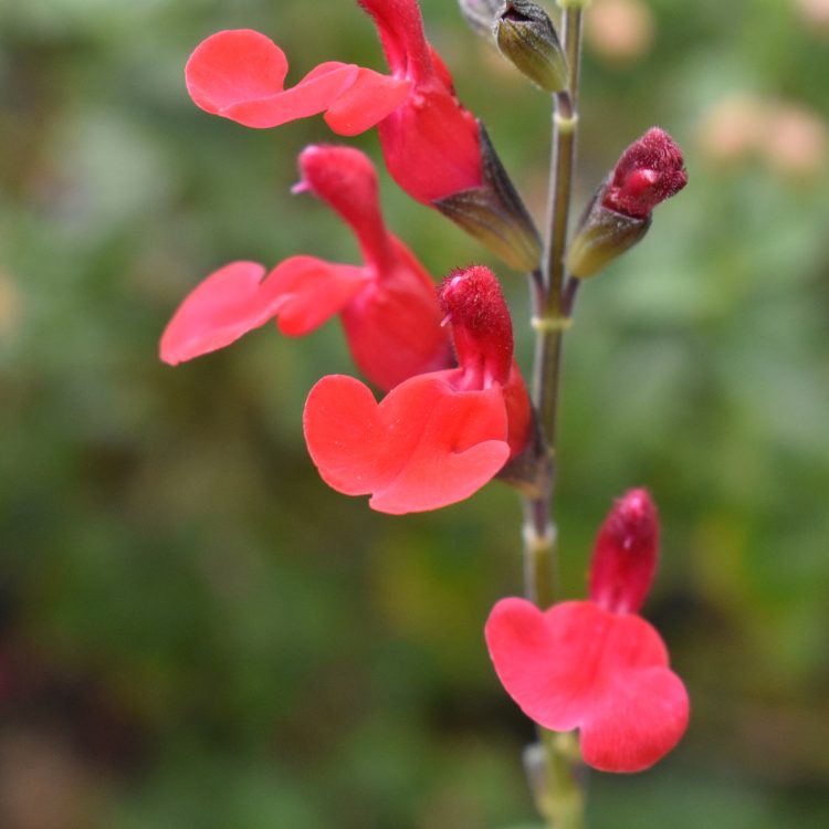 Salvia ‘Royal Bumble’