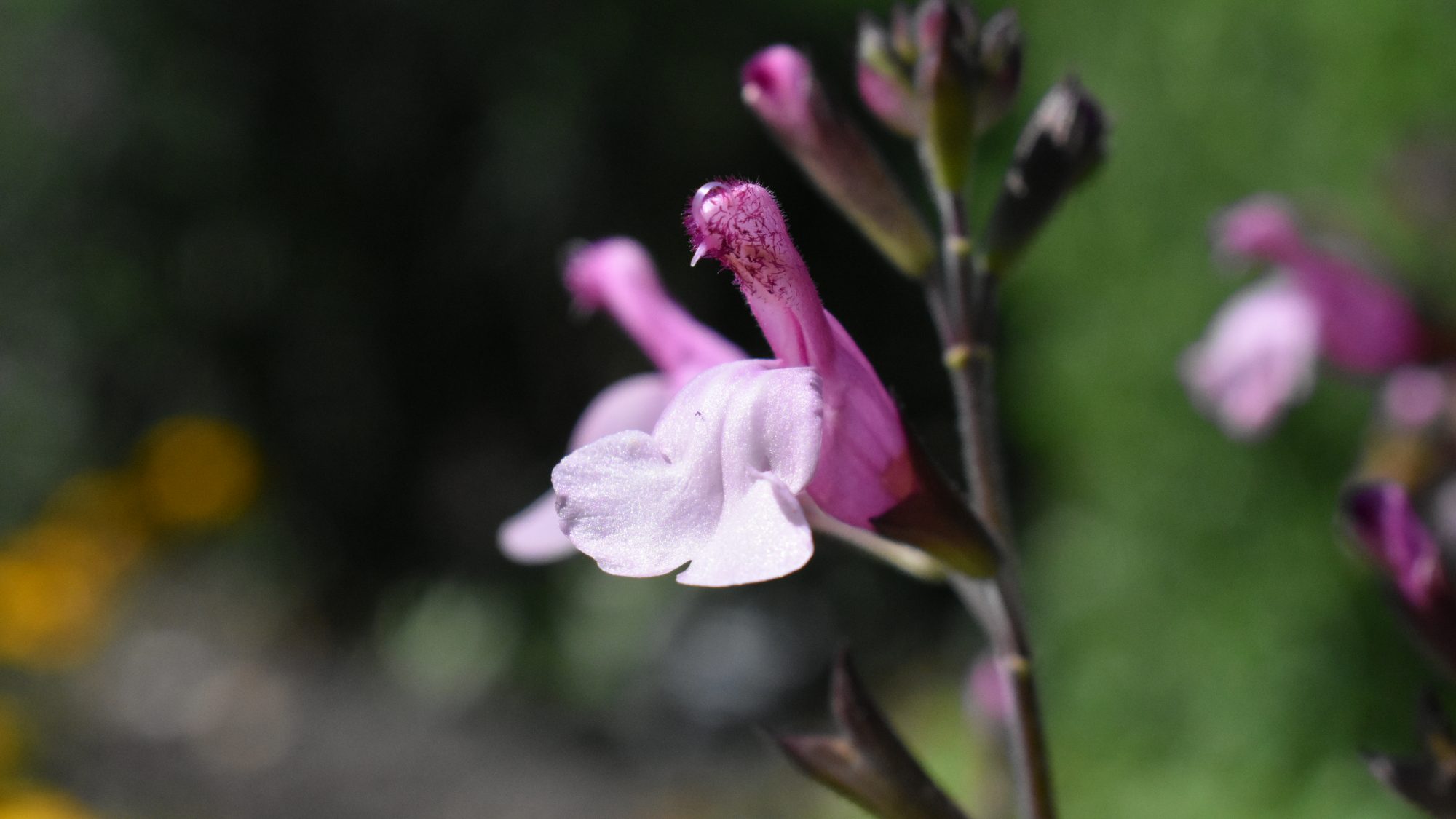 Two-lipped pink flower on a dark stem.