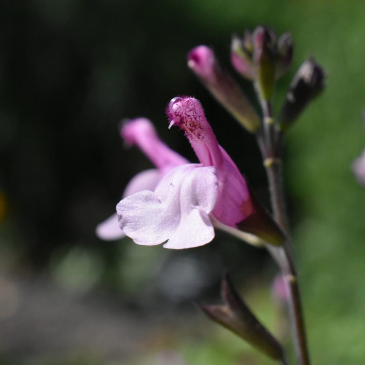 Salvia ‘Joy’