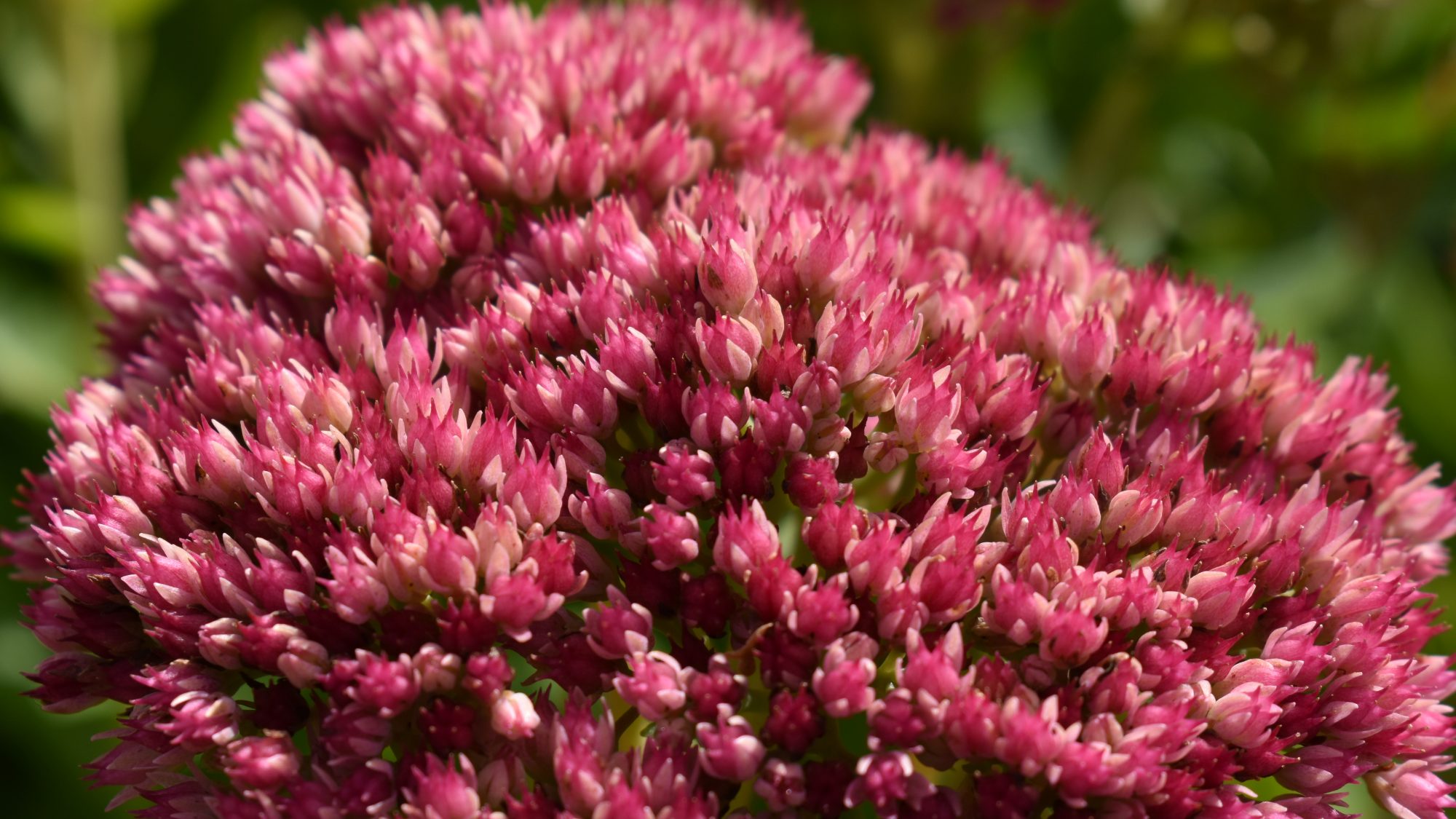 Flat corymb of many tiny pink flowers.