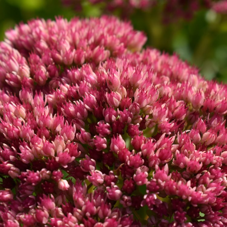 Hylotelephium ‘Herbstfreude’