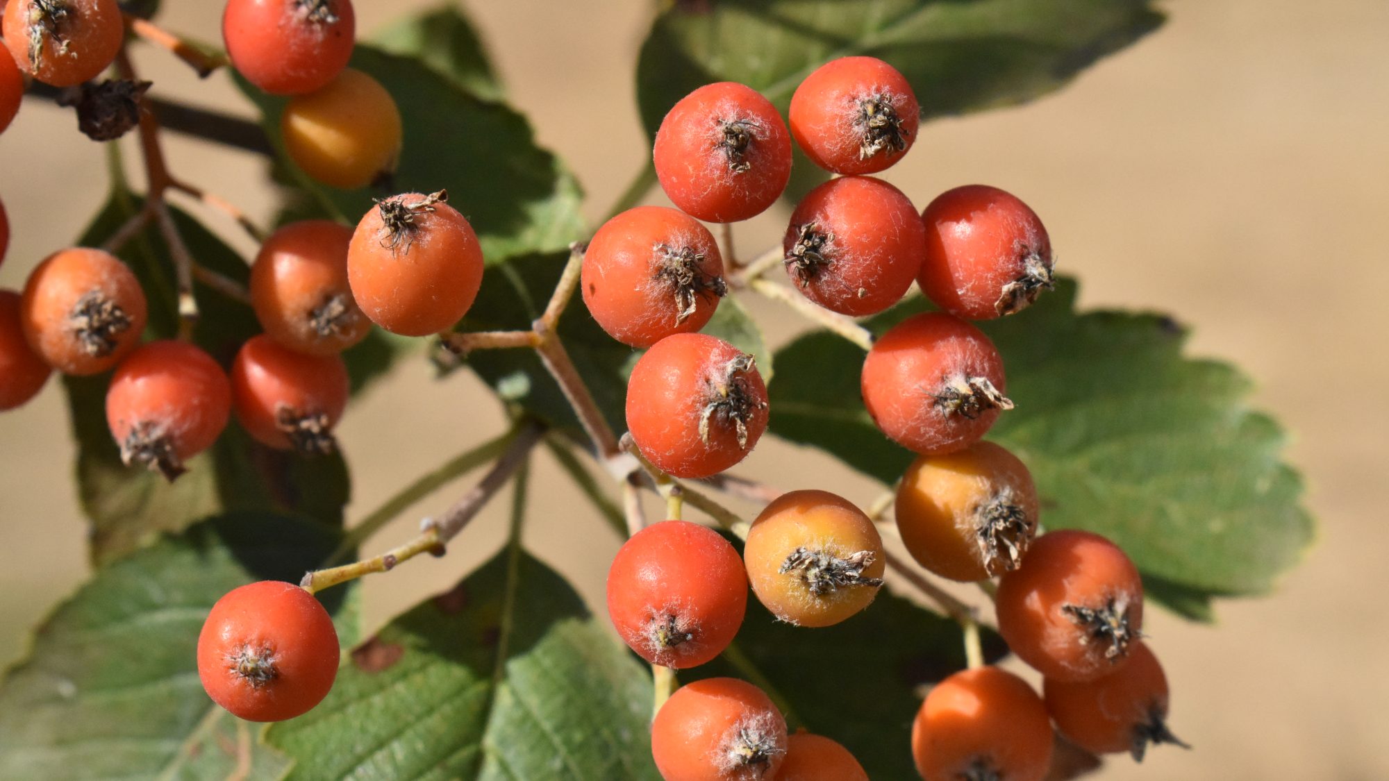 Sorbus leyana
