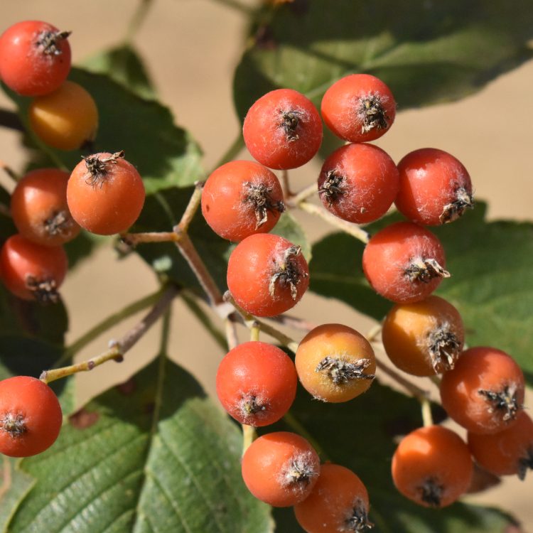 Sorbus leyana