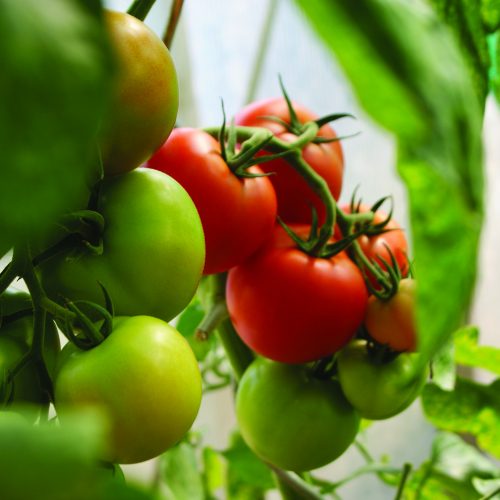 Tomato