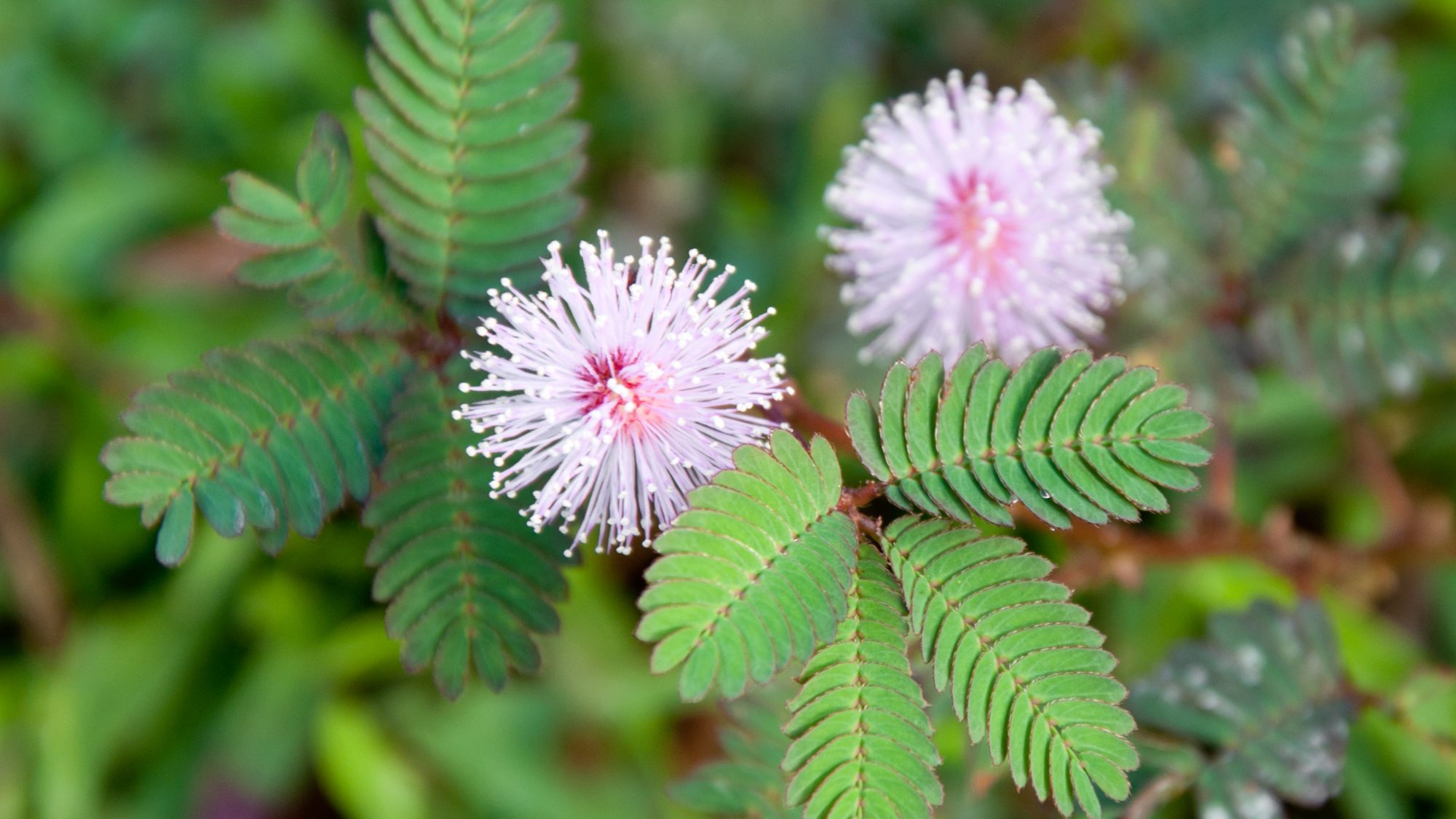 Small spherical purple flowers of the Sensitive Plant.