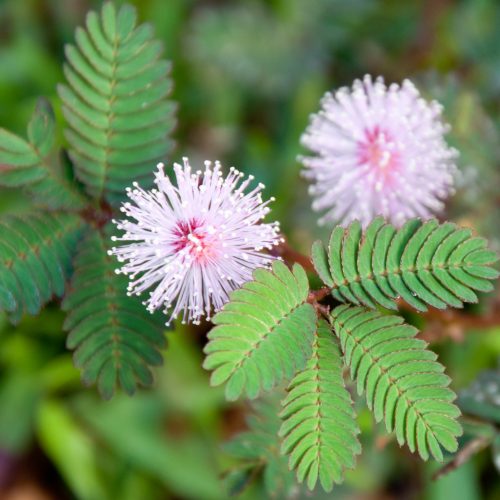 Sensitive Plant