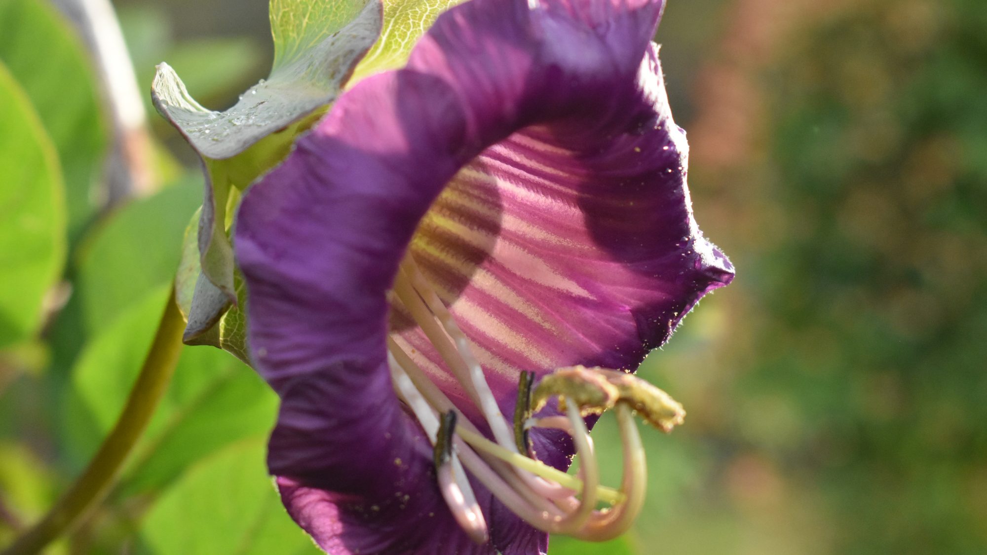 Cobaea scandens