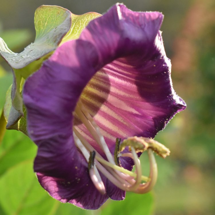 Cobaea scandens