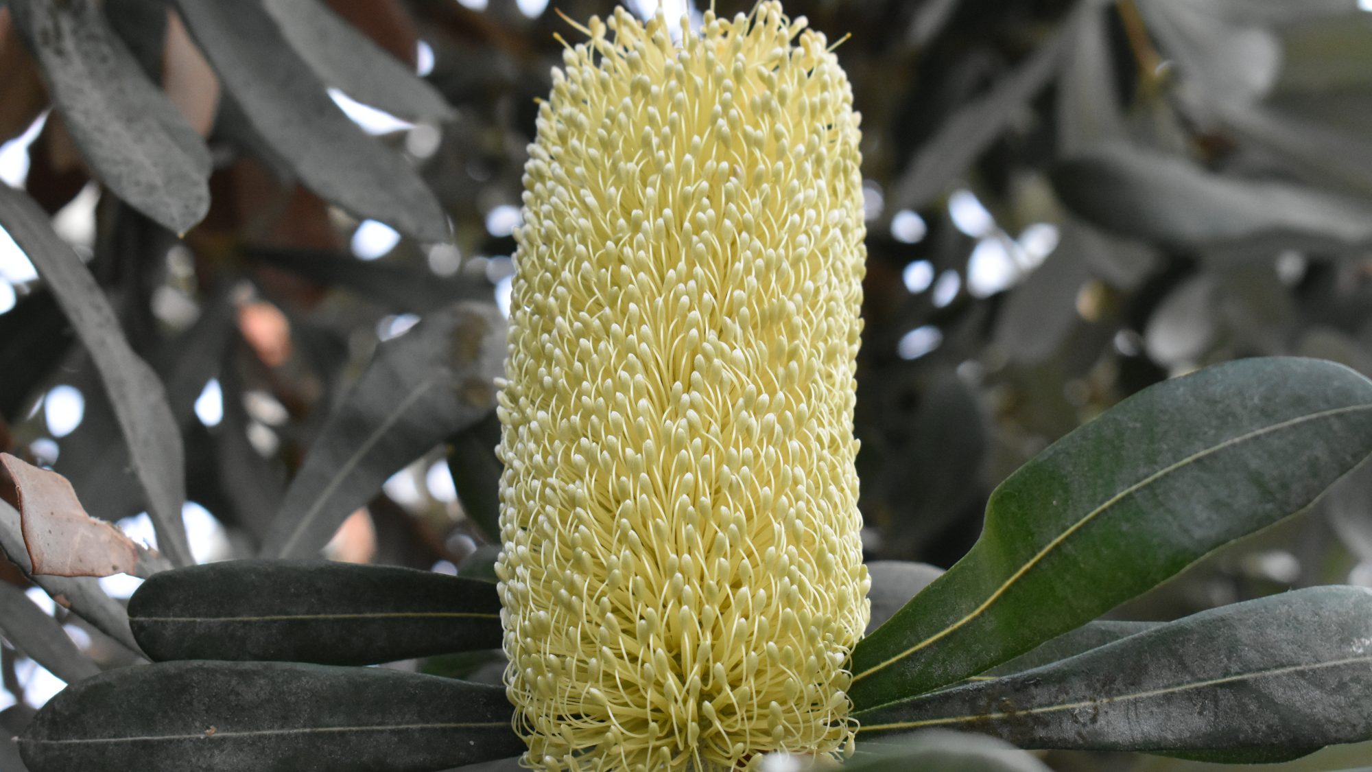 Banksia integrifolia