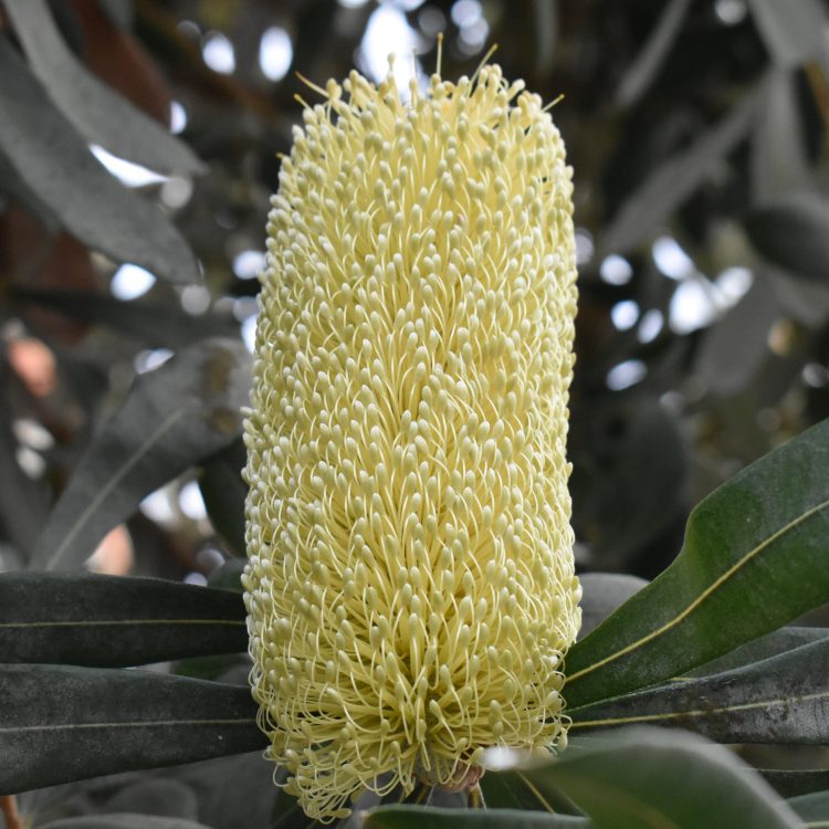 Banksia integrifolia