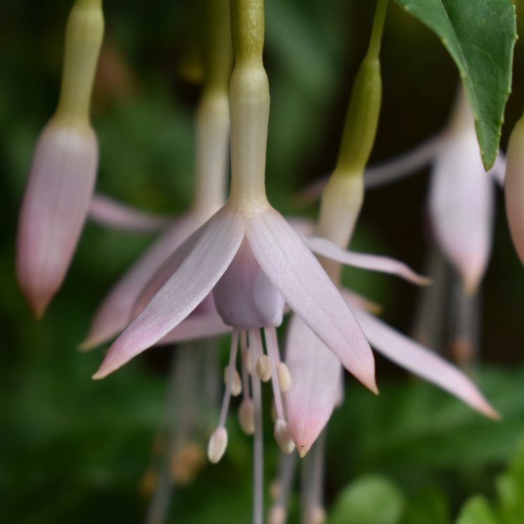 Fuchsia magellanica var. molinae