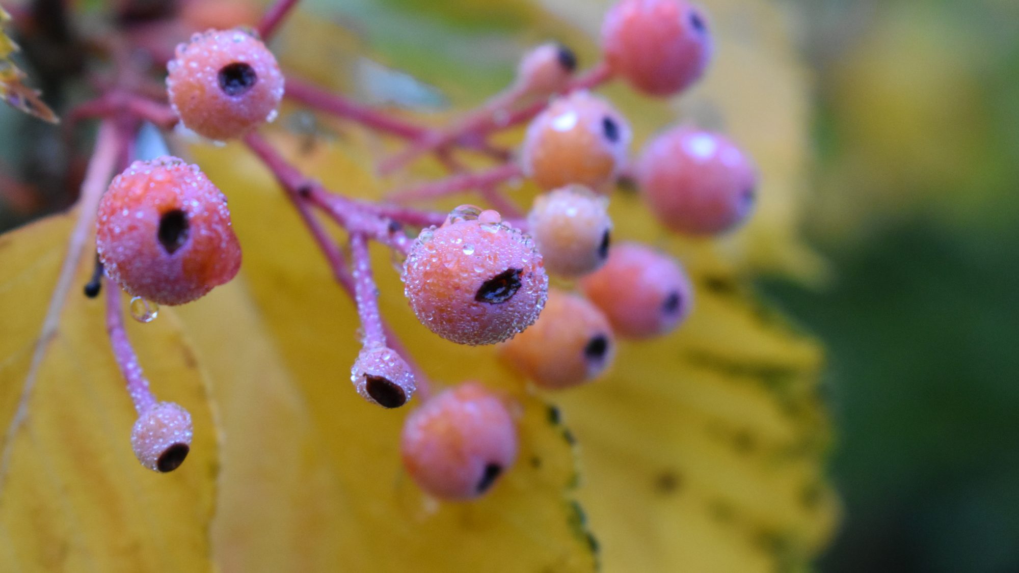Pink berries with a yellow leaf in the background