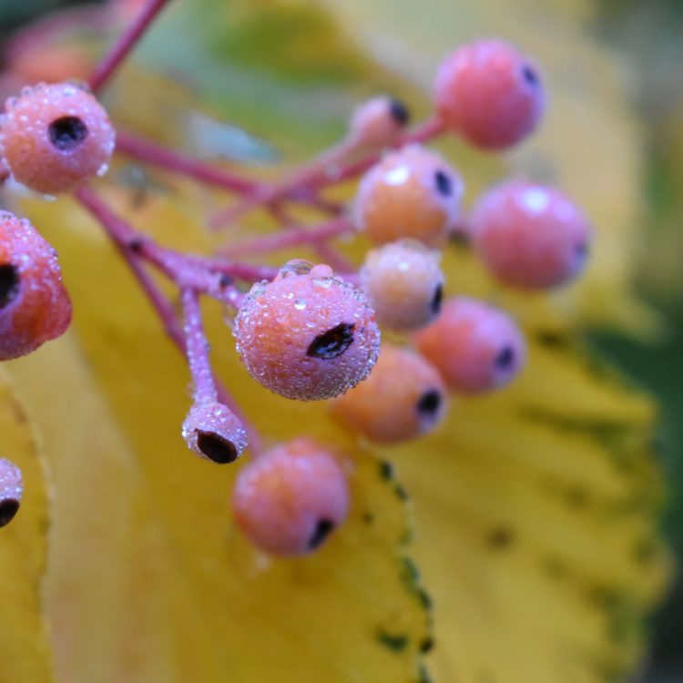 A plant's life