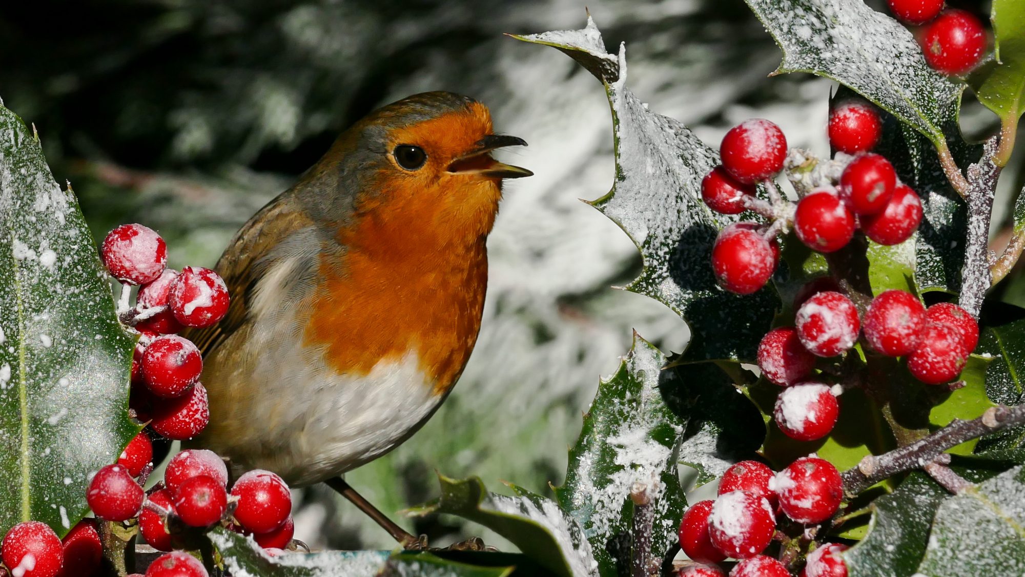 A robin.
