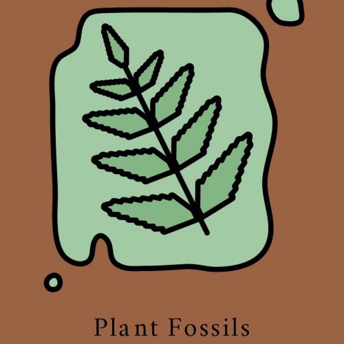 Plant Fossils