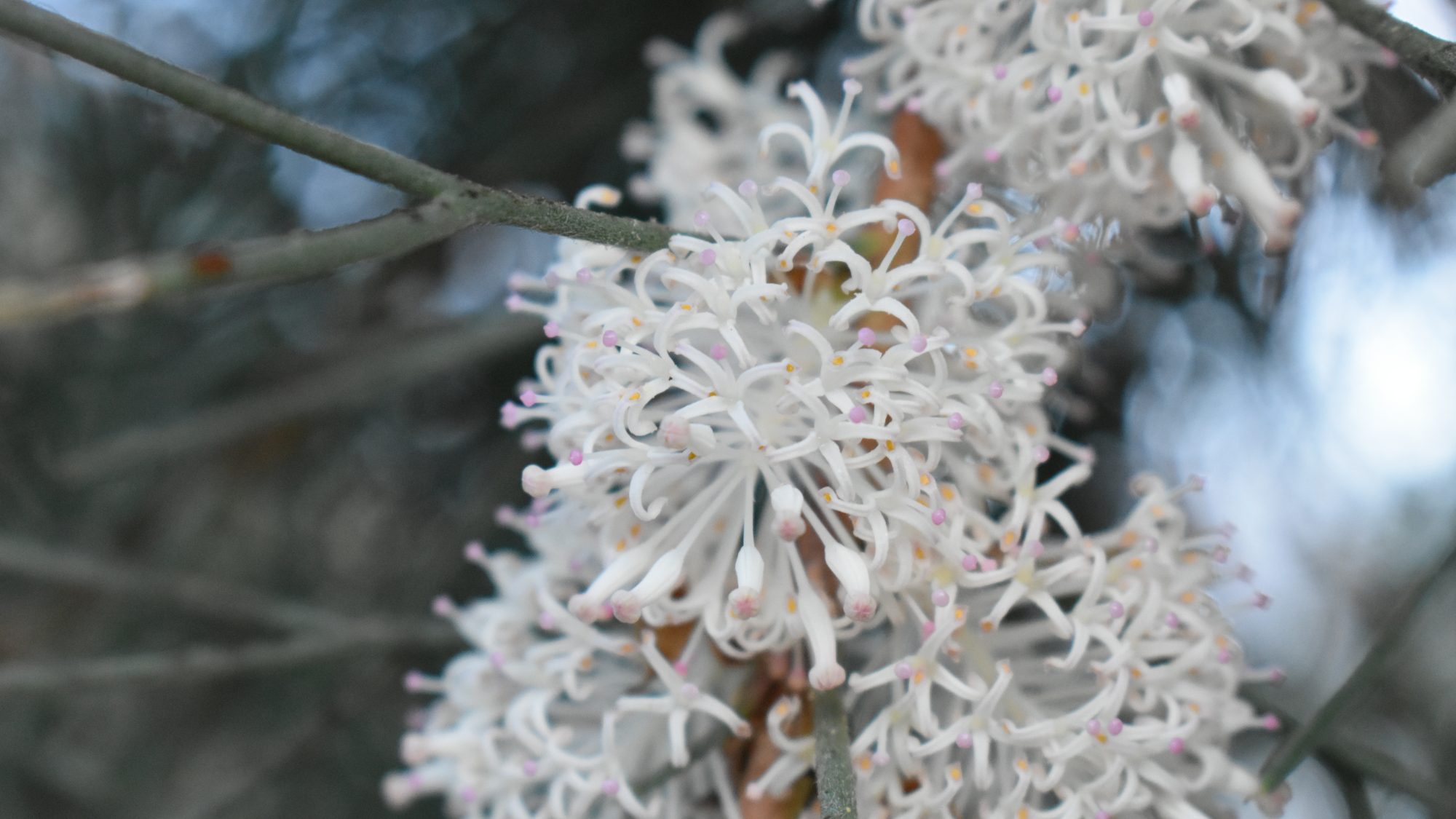 White pompom-like flowers