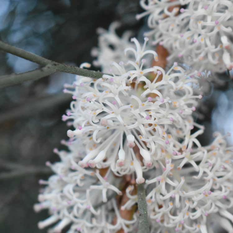 Hakea suaveolens