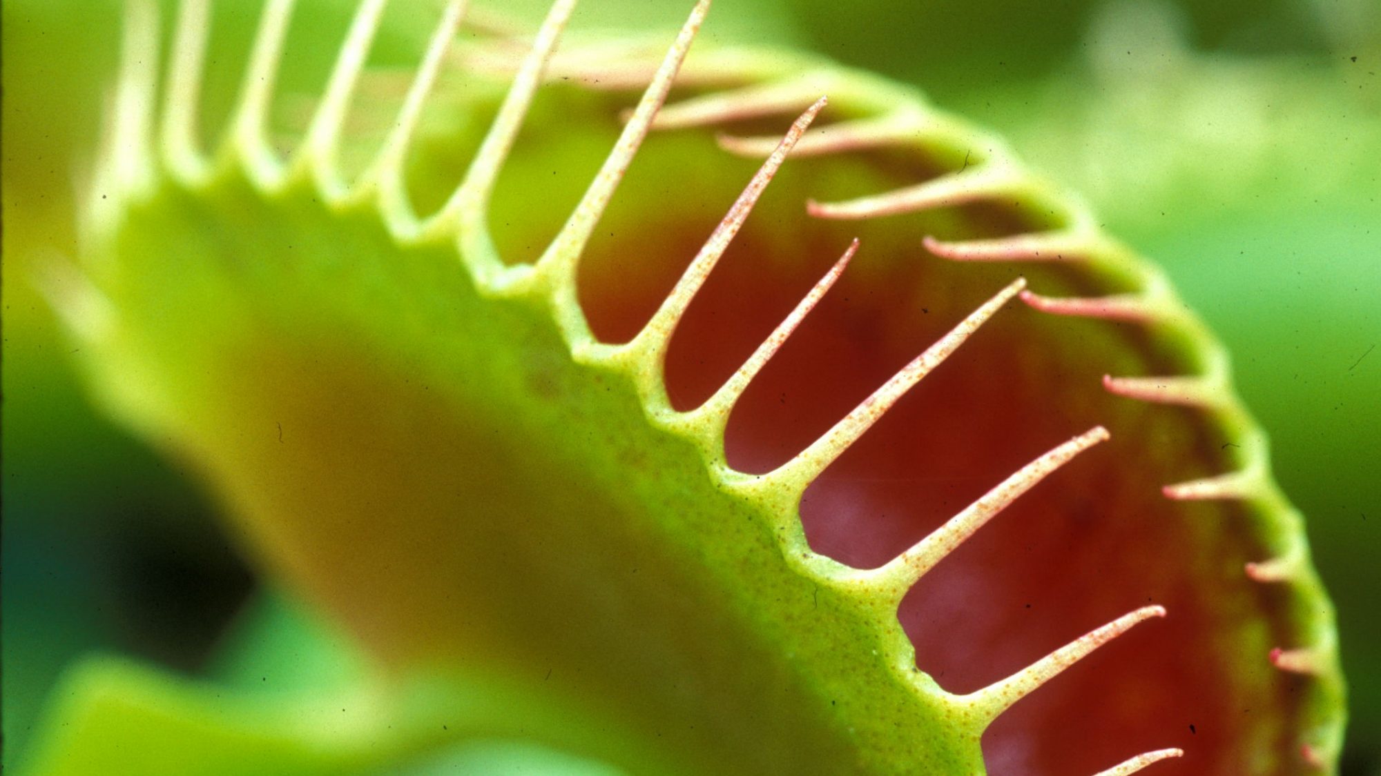 Venus fly trap close up