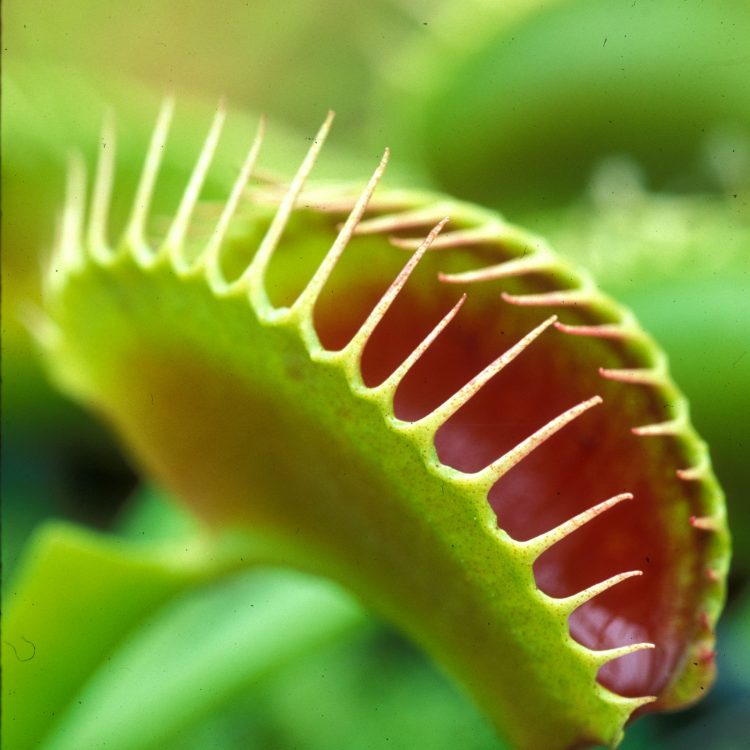 Amazing adaptations