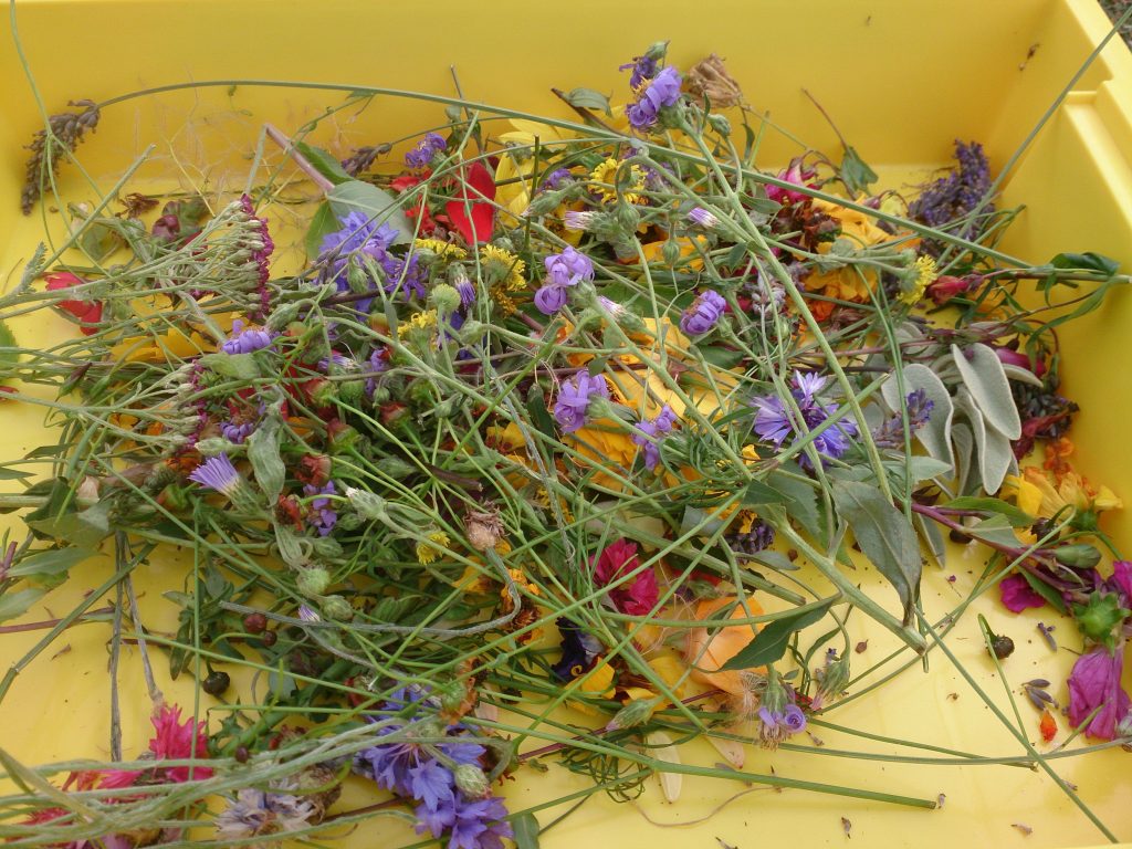 Summer flowers in a yellow tray ready for an art activity