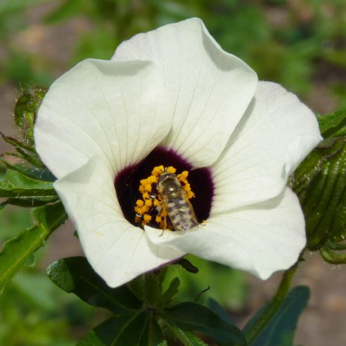 Plants employ chemical engineering to manufacture bee-luring optical devices