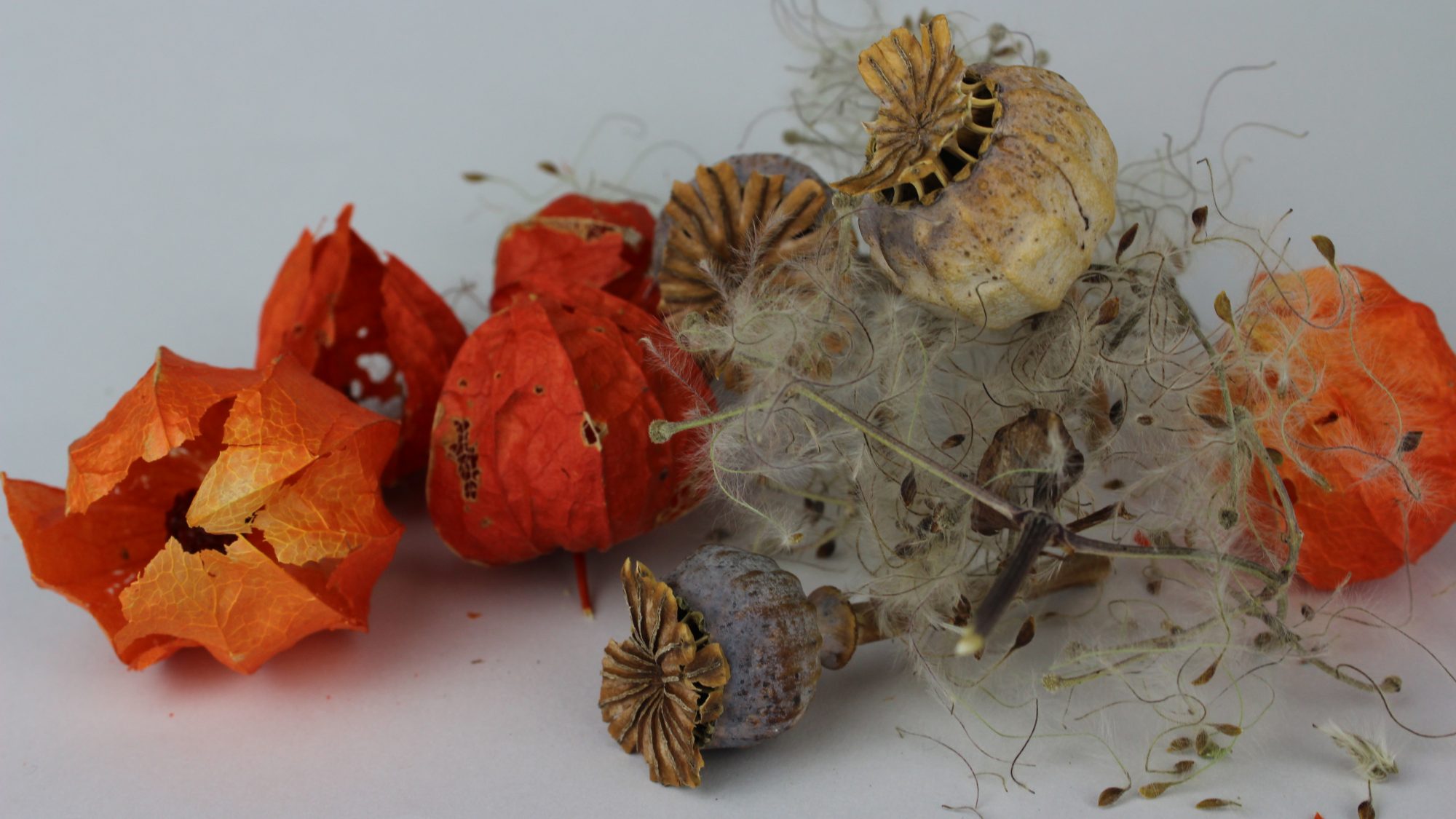 Autumnal plant material including seed pods.