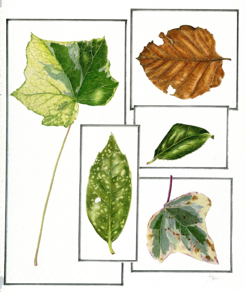 a pencil illustration of a simple leaf