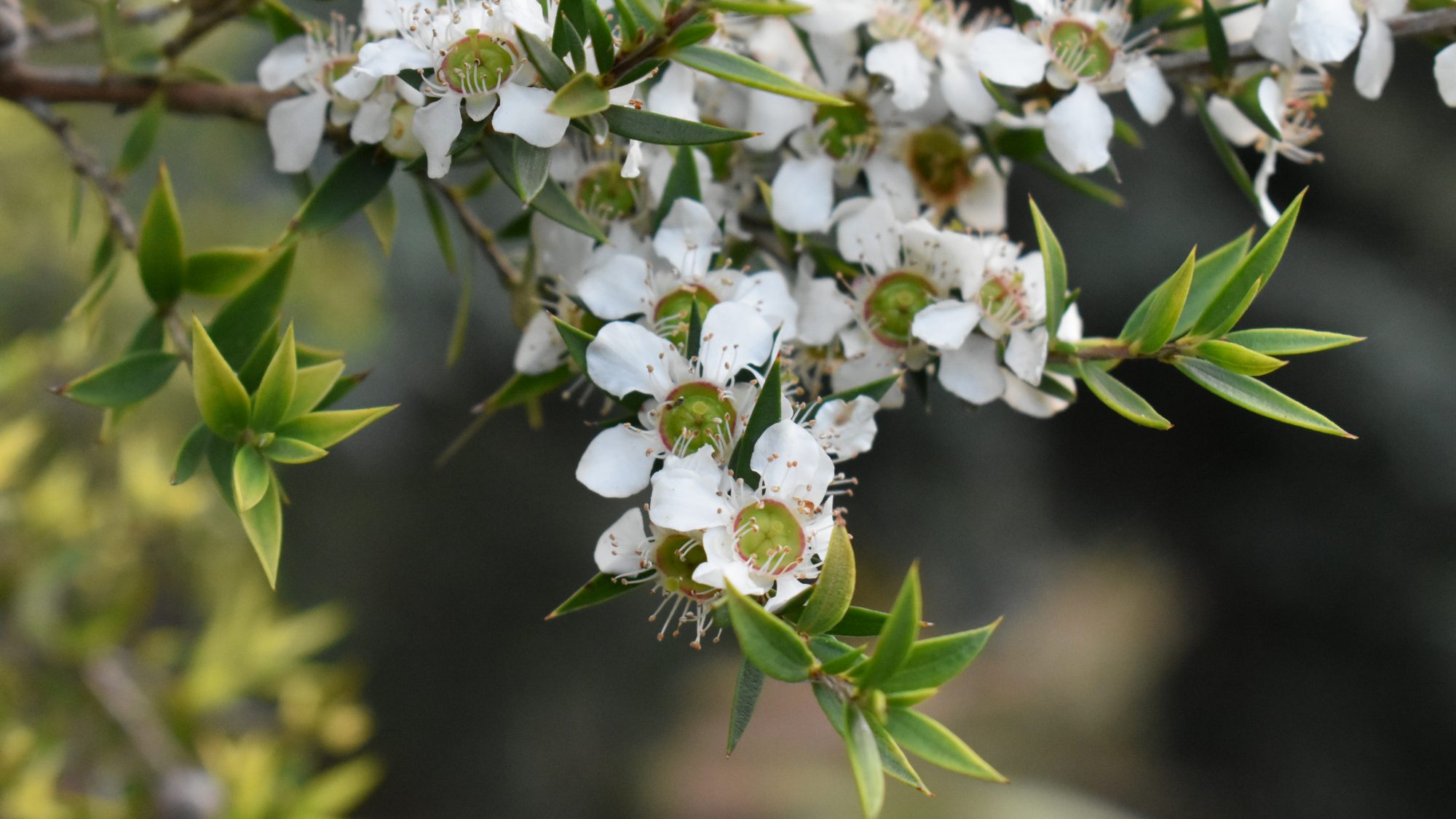 Leptospermum scoparium