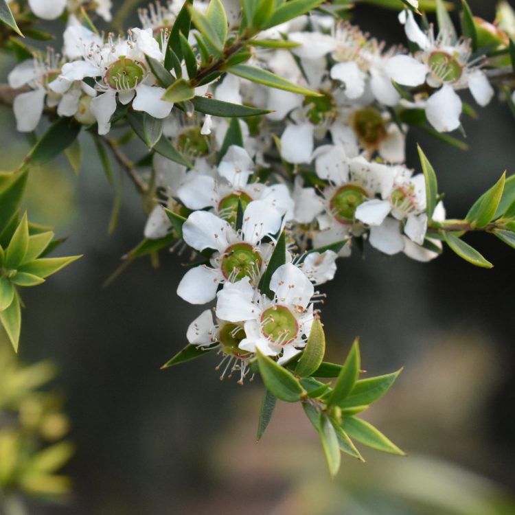 Leptospermum scoparium