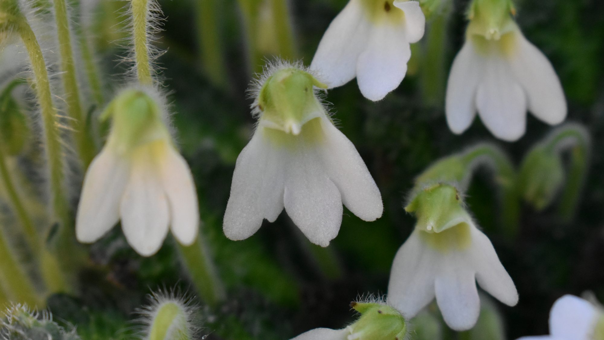 Petrocosmea cryptica