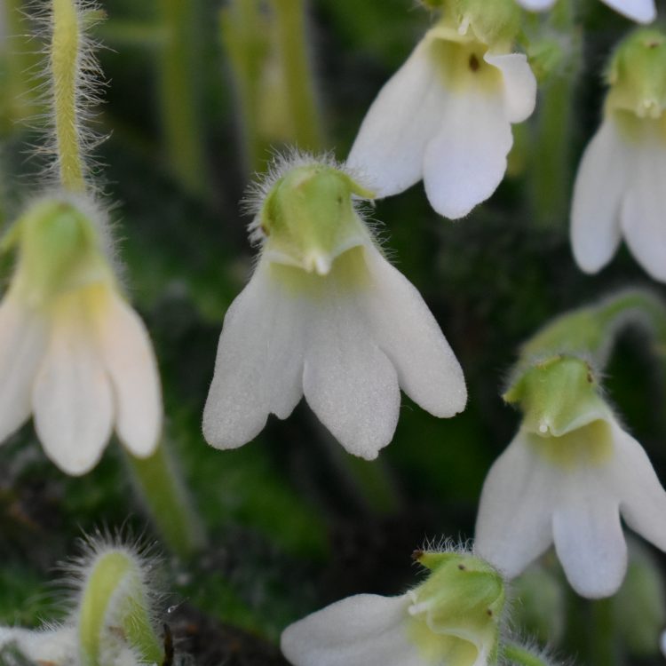 Petrocosmea cryptica