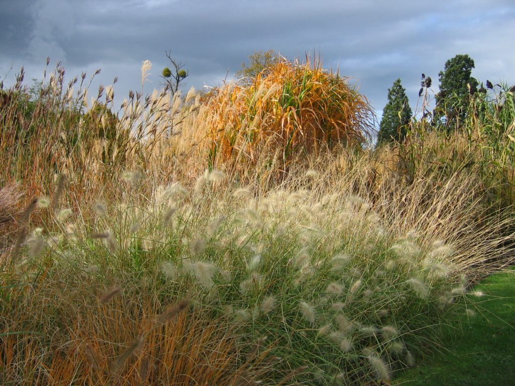 a photograph of some grasses in flower in the Systematic Beds 