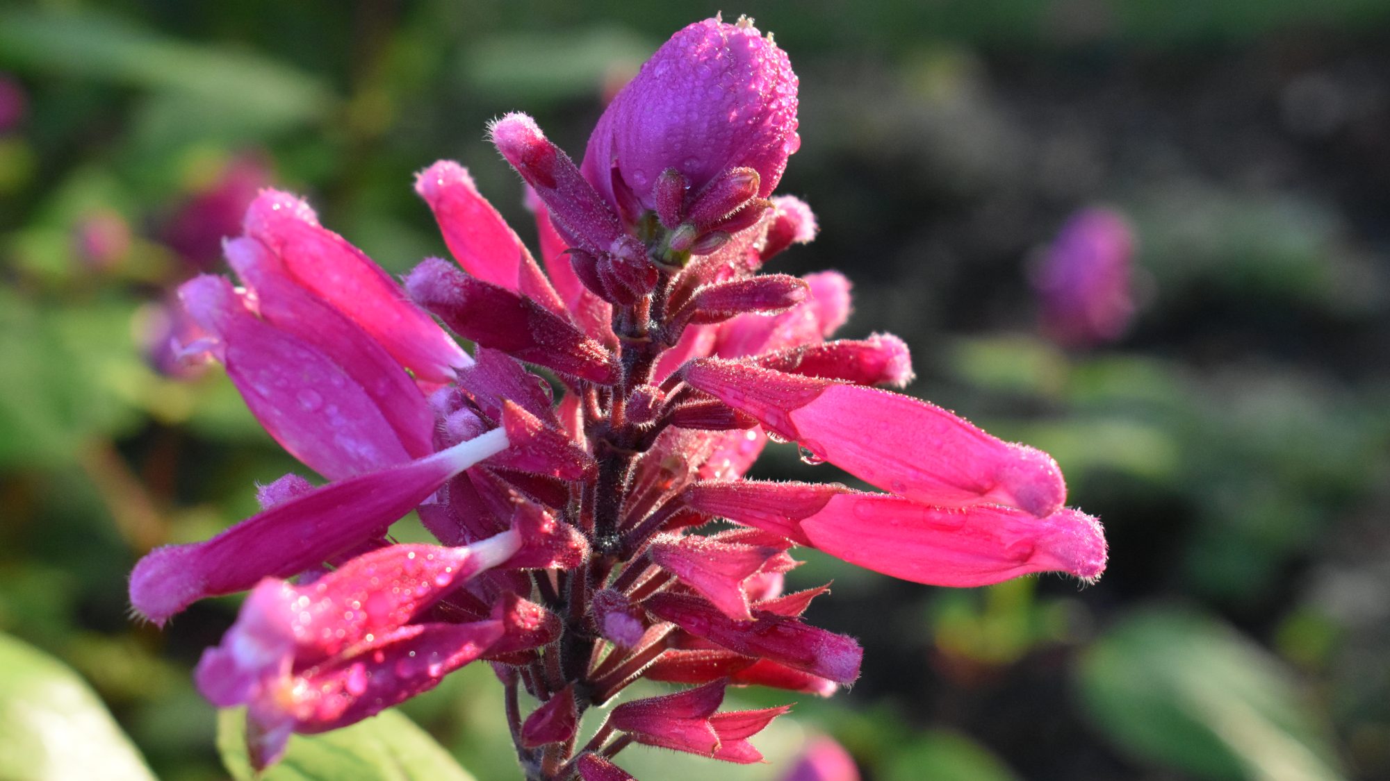 Vivid pink flower in sunlight