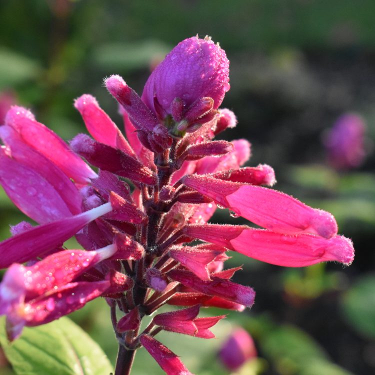 Salvia involucrata ‘Bethellii’