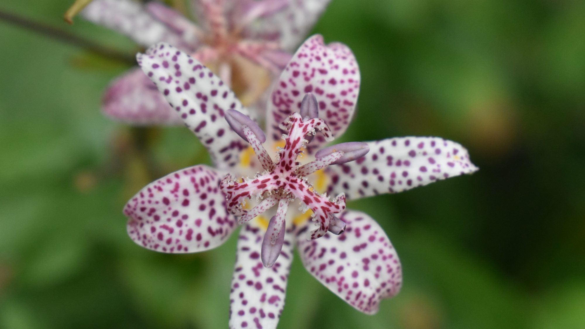 Tricyrtis hirta